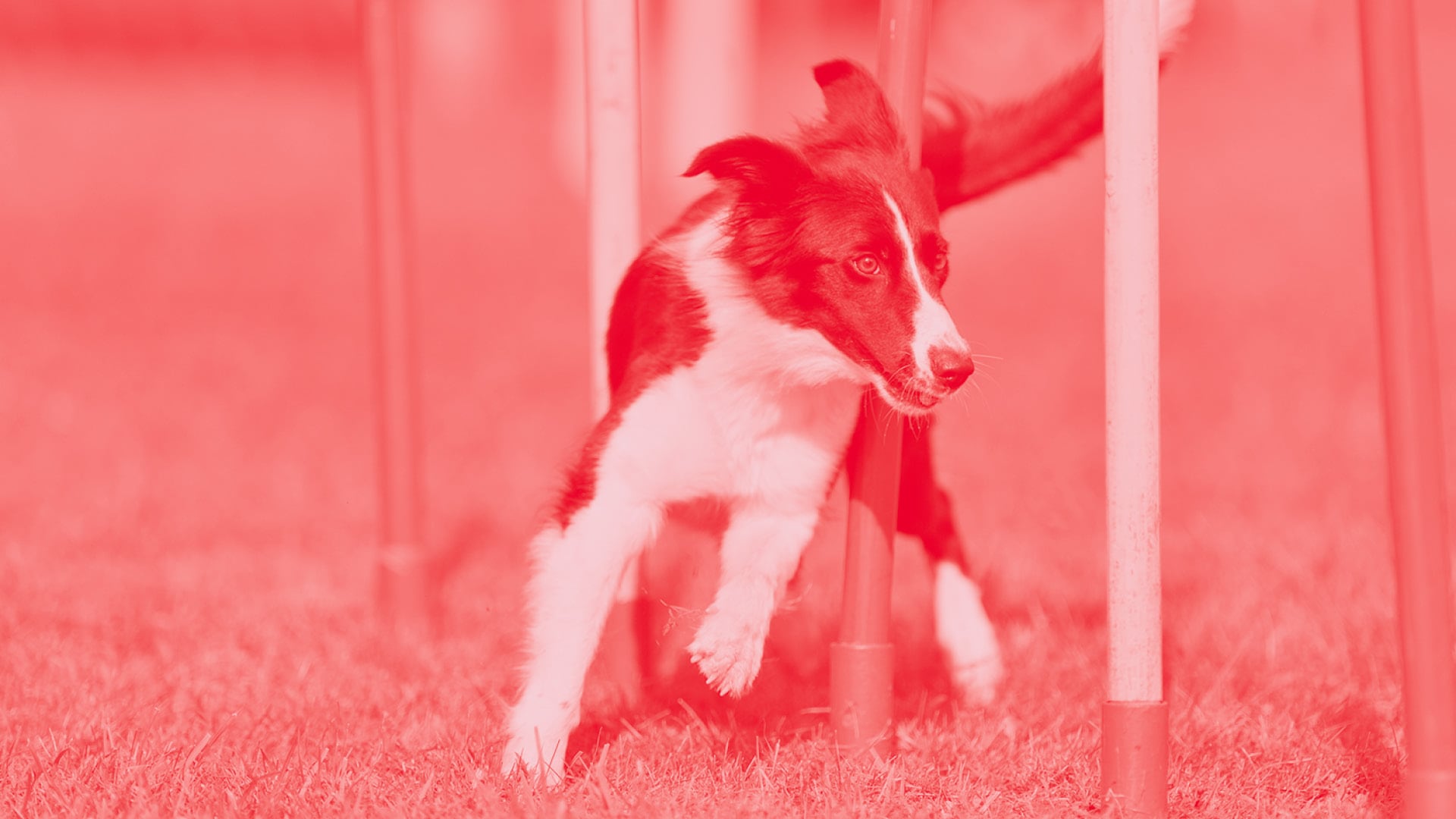 Is agility just for Lassie and Usain Bolt?